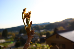 タラの芽