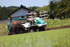 田植え