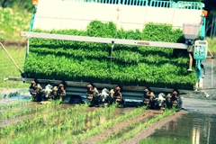 田植え