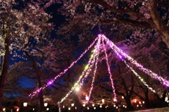 桜とイルミネーション