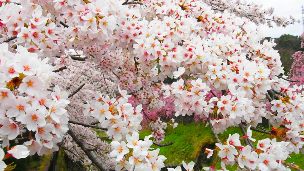 cherry blossoms are in bloom#2