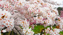 cherry blossoms are in bloom#2