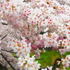 cherry blossoms are in bloom#2
