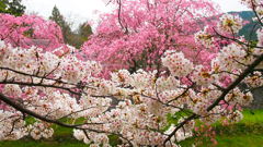 cherry blossoms are in bloom#3