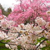 cherry blossoms are in bloom#3