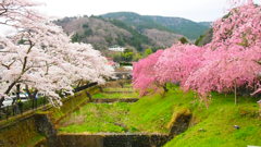 cherry blossoms are in bloom#1