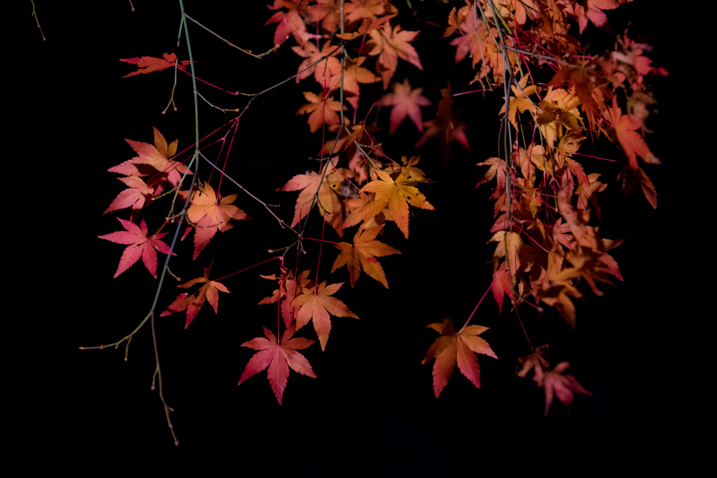 闇夜に浮かび上がる紅葉