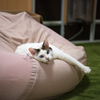 猫をダメにするクッション