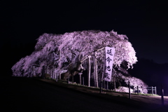 二本松市　中島の地蔵桜