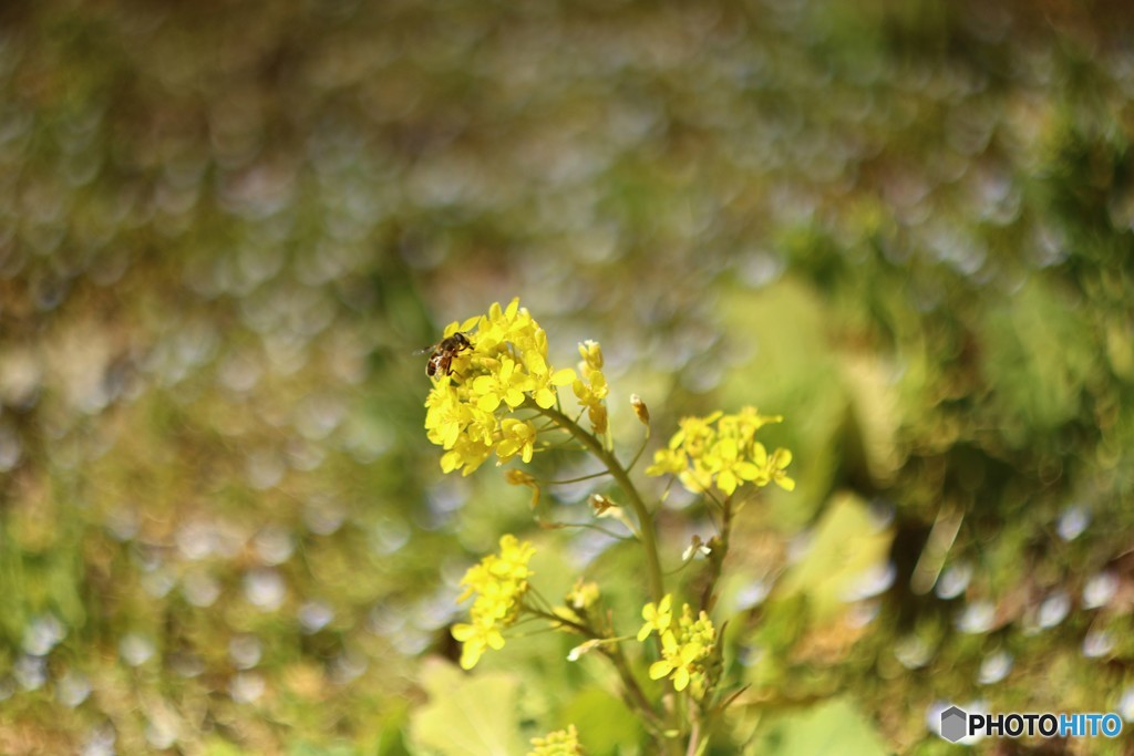 菜の花