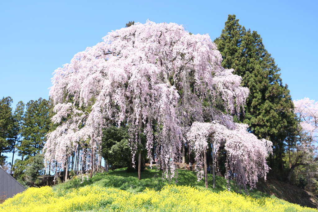 二本松市　合戦場の垂れ桜