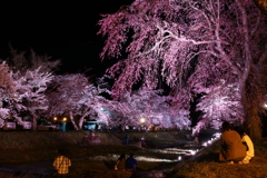 観音寺川の夜桜