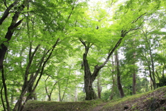 新緑に雨上がりの日差し