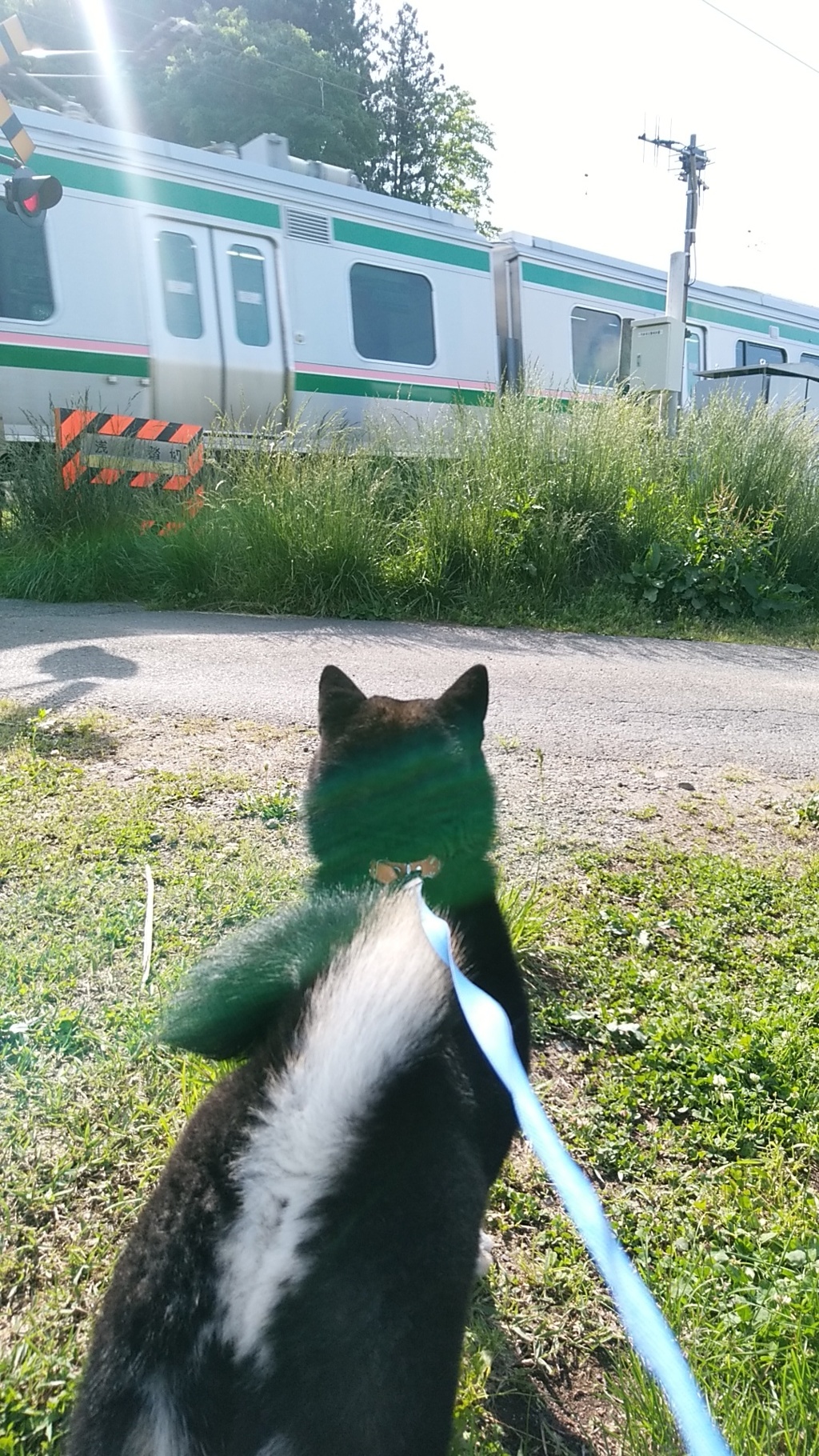 鉄オタ犬？
