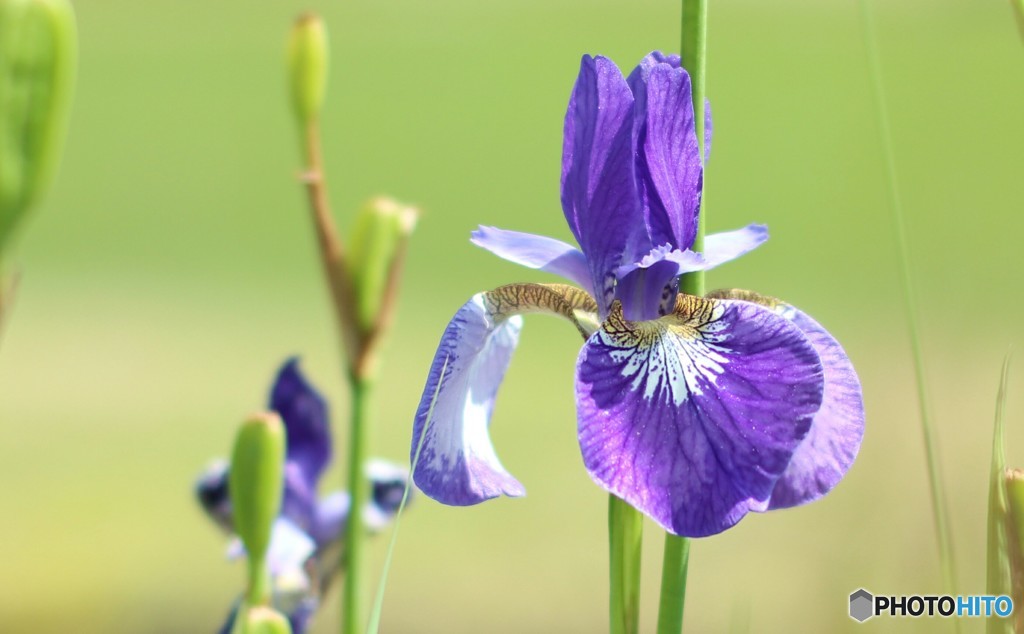 菖蒲