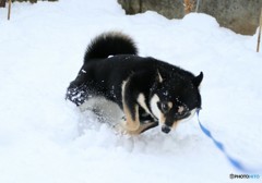 ♪雪やこんこん♪