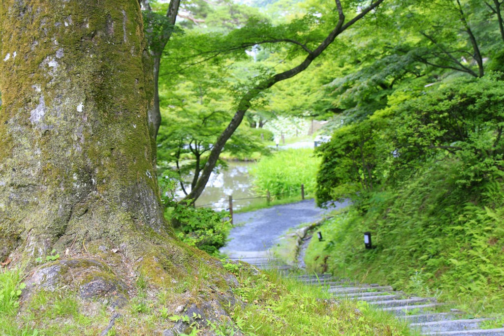 二本松城跡　霞ヶ城公園⑧