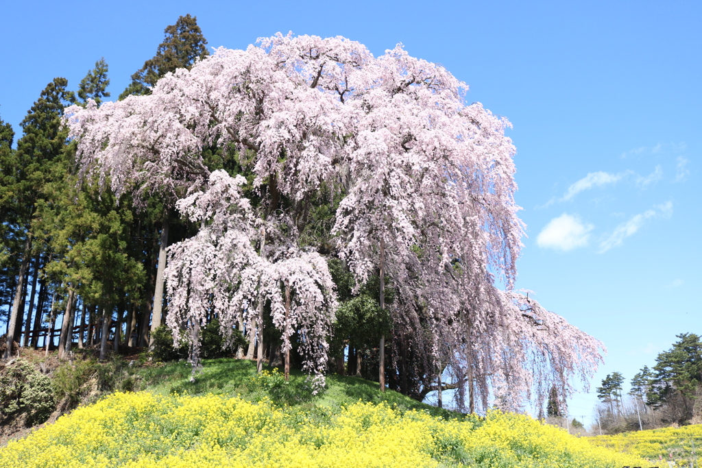 二本松市　合戦場の垂れ桜