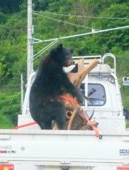 熊だーっ！軽トラが襲われてるーっ！