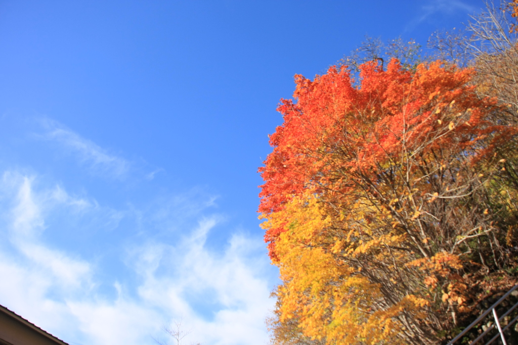 紅葉と青空