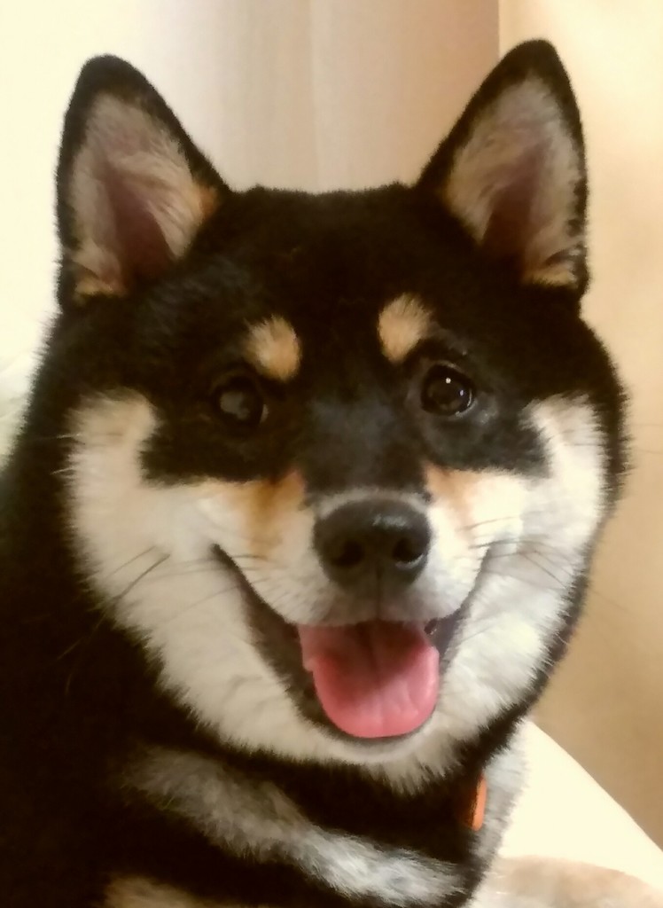 わんこ