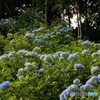 二本松市あじさい寺にて