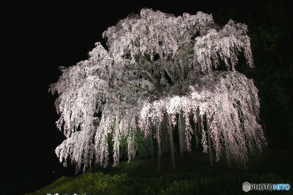 二本松市　合戦場のしだれ桜①