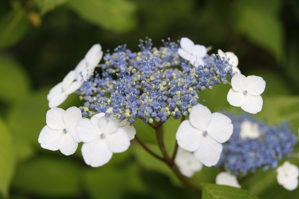 紫陽花