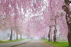 喜多方市　しだれ桜