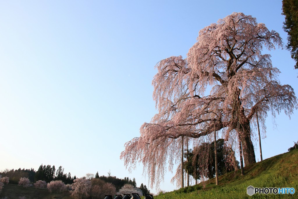 二本松市　合戦場のしだれ桜③