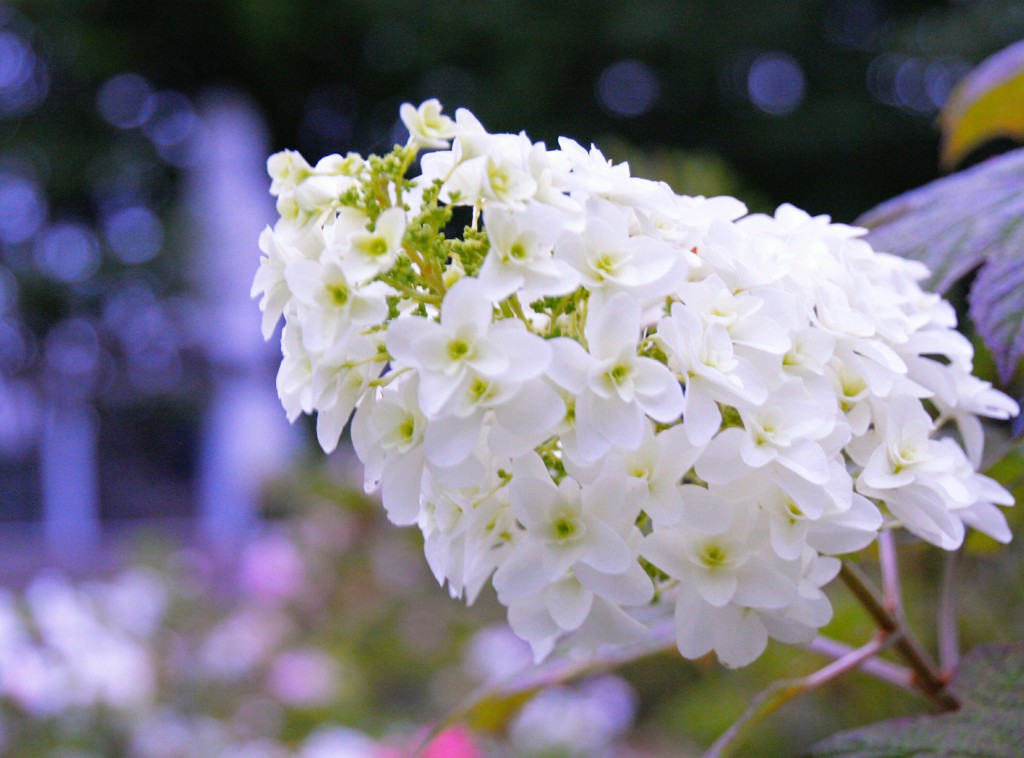 柏葉紫陽花