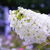 柏葉紫陽花