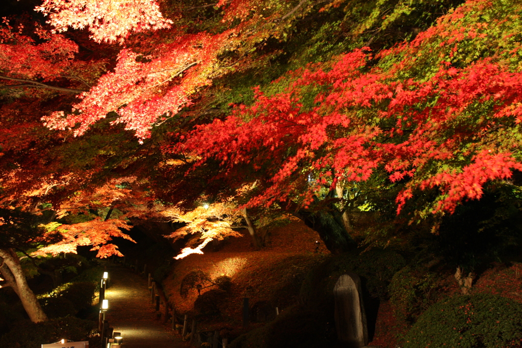 霞ヶ城公園　もみじ
