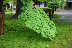 新発田市　清水園⑩