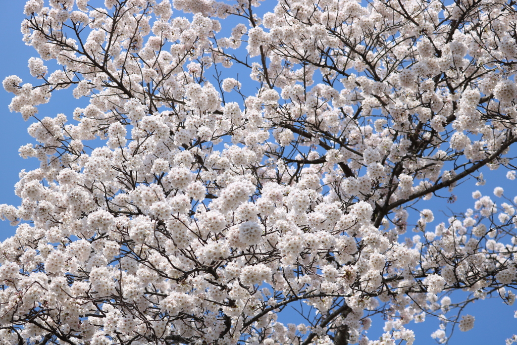 大河原　千本桜