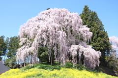 二本松市　合戦場の垂れ桜