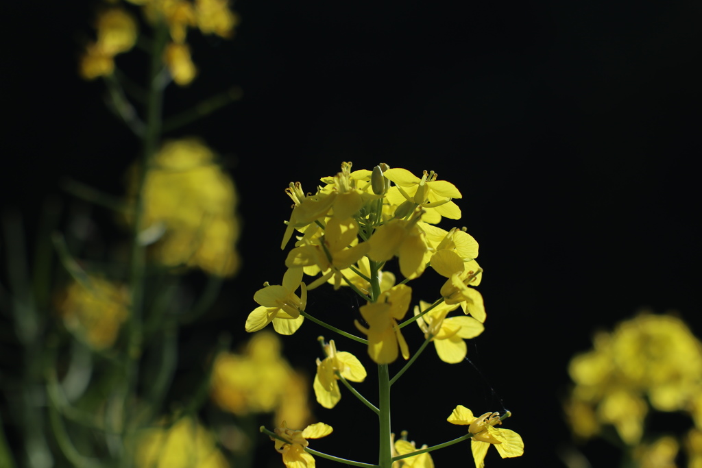 菜の花