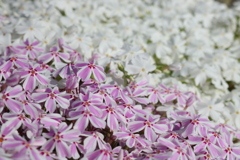 芝桜