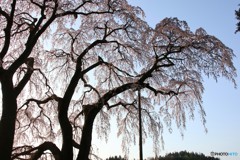 二本松市　合戦場のしだれ桜④