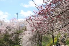 合戦場のしだれ桜