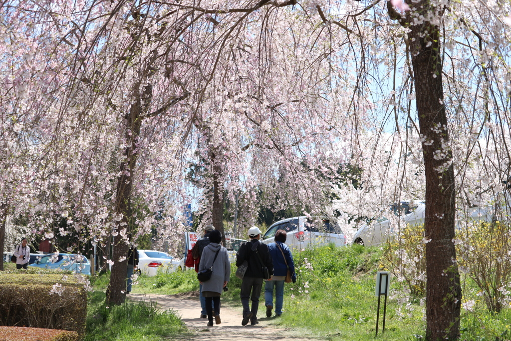 二本松市　合戦場のしだれ桜