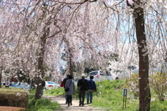 二本松市　合戦場のしだれ桜