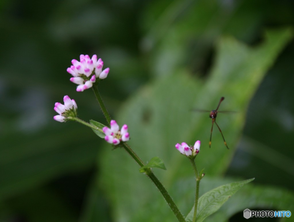 謎の生物？
