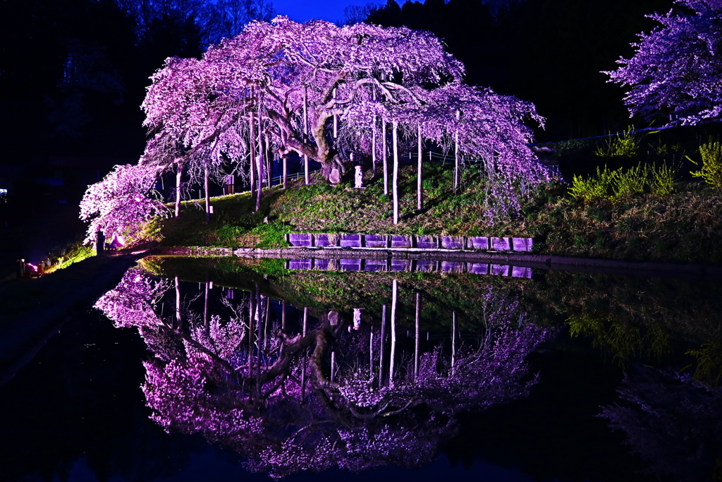 二本松市　中島の地蔵桜