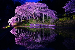 二本松市　中島の地蔵桜