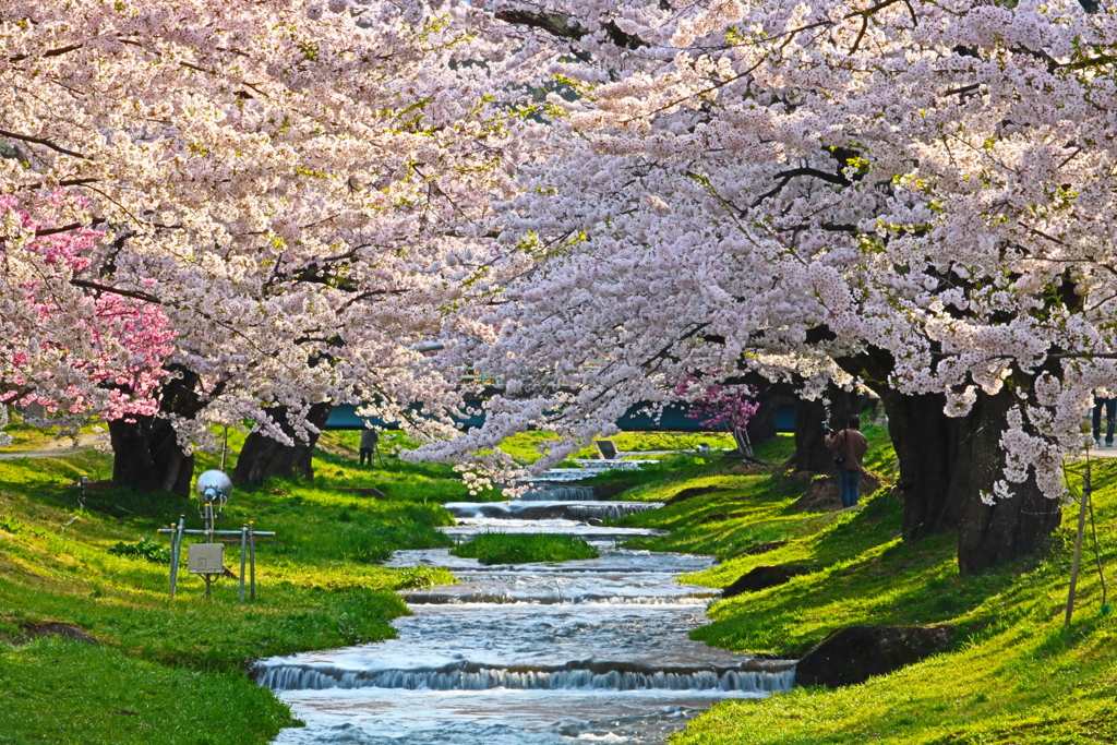 観音寺川の桜