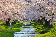 観音寺川の桜