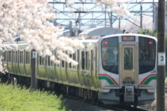 大河原　千本桜