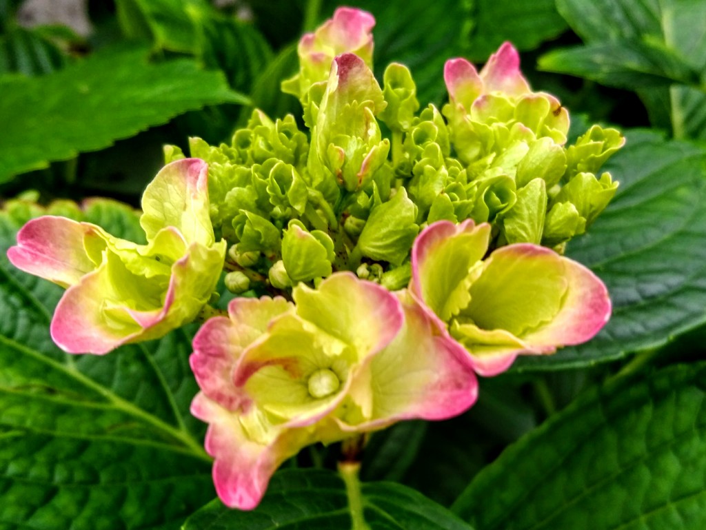 紫陽花