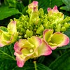 紫陽花
